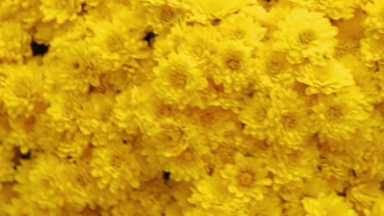 Jardin - Eternels Chrysanthèmes