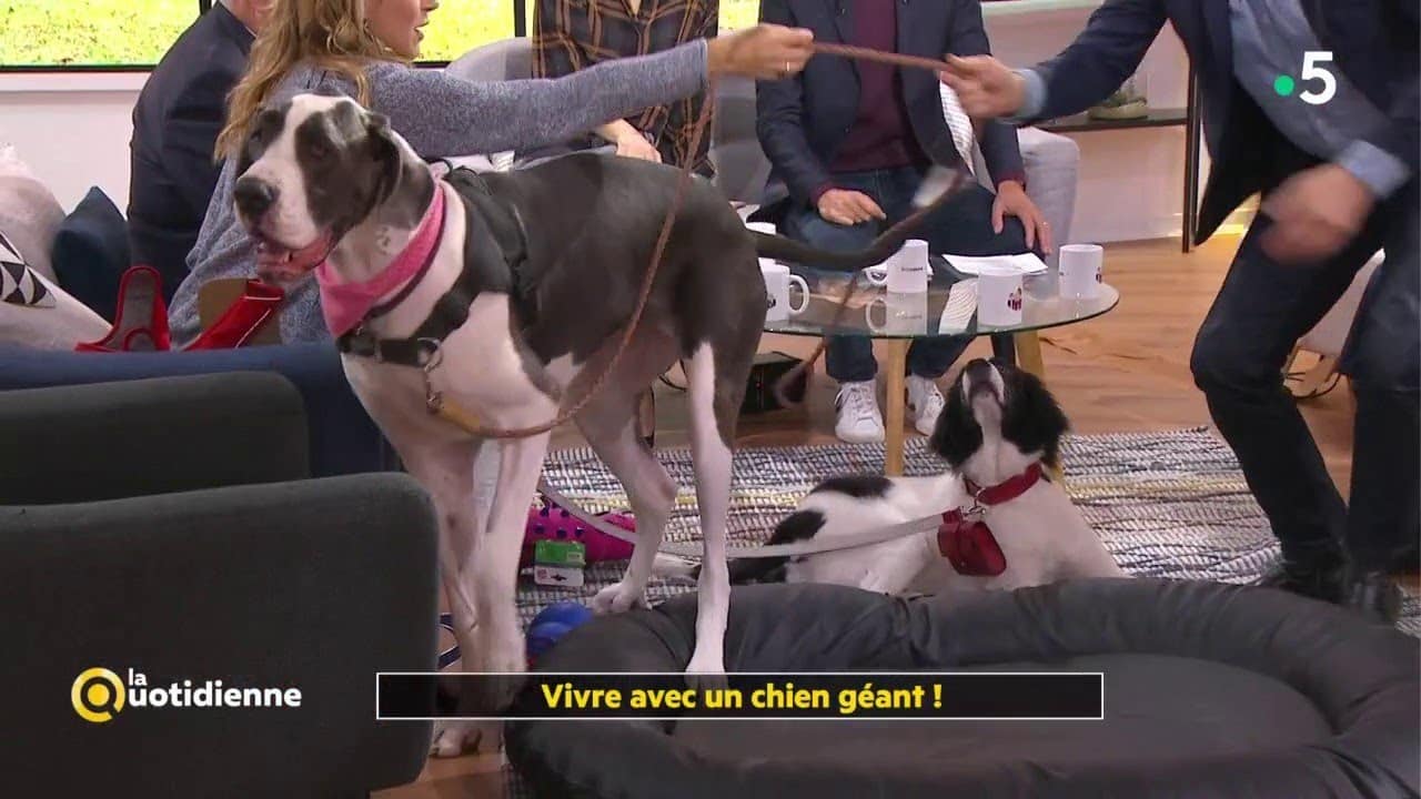 Vivre avec un chien géant ! - La Quotidienne