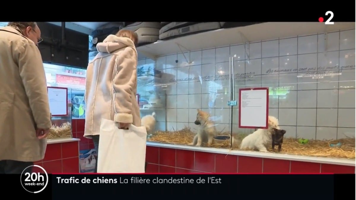 Video France 2 Hongrie La Filiere Tres Lucrative Du Trafic De Chiens Jaf Info