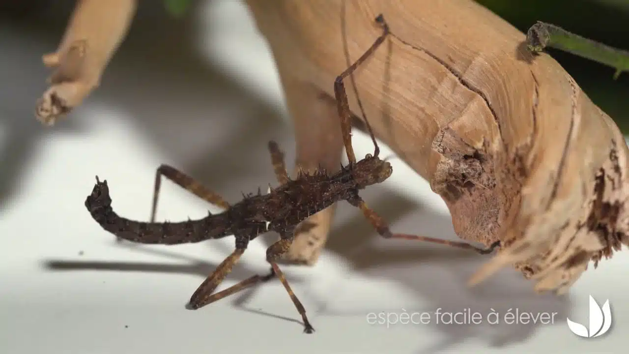 Phasme : le Spinohiraséa bengalensis - Jardinerie Truffaut TV