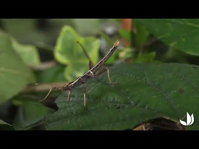 Phasme : le Sungaya inexpectata - Jardinerie Truffaut TV