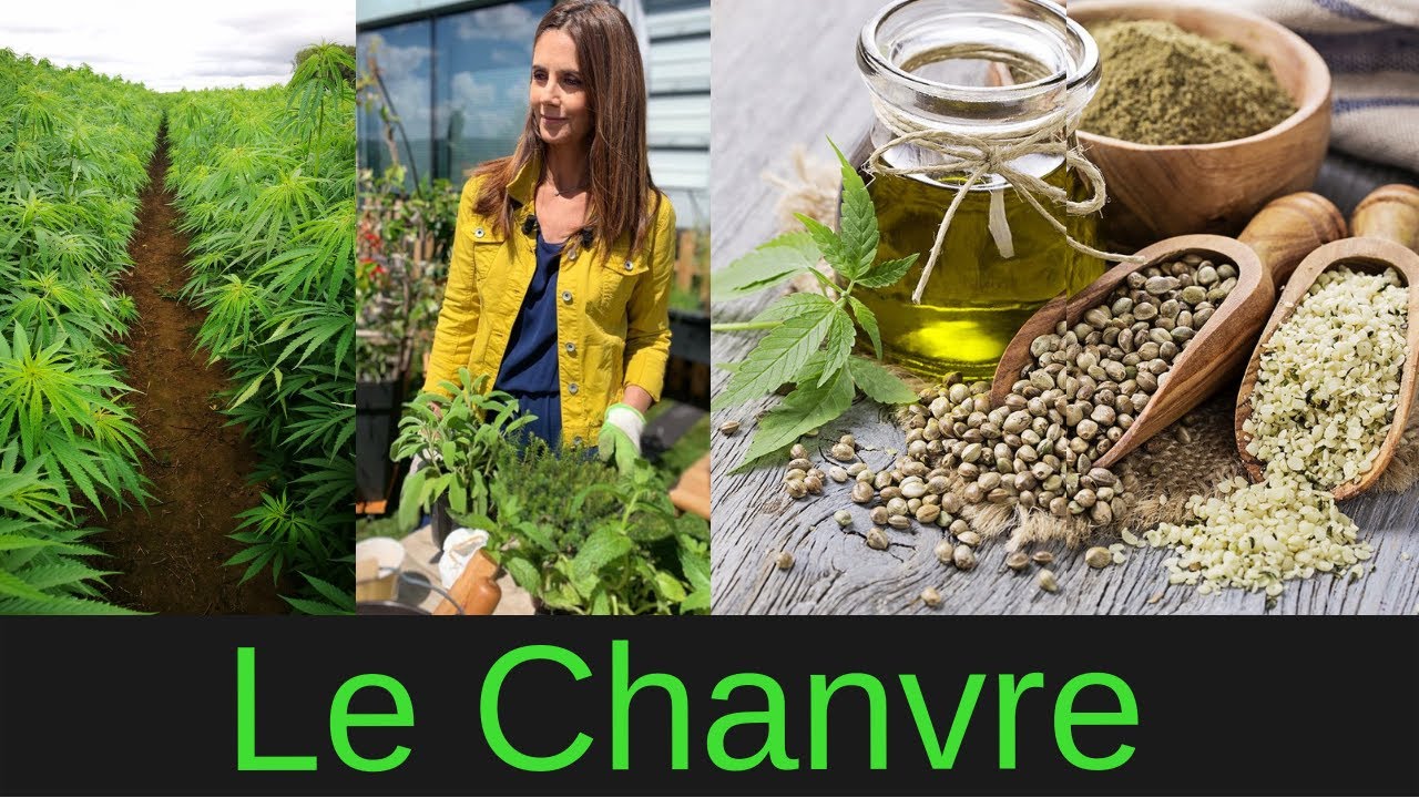 Tout savoir sur le chanvre, la plante du futur !