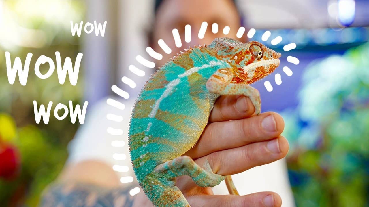 AVOIR UN CAMÉLÉON CHEZ TOI !? - TOOPET