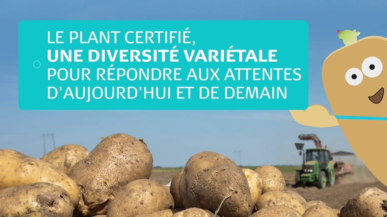 Avec le plant certifié : Une diversité de variétés pour répondre à toutes les attentes