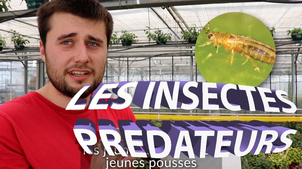 Les insectes prédateurs