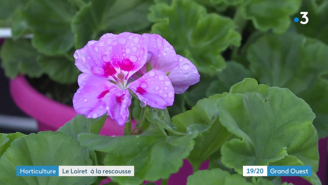 Coronavirus : le département du Loiret vient en aide aux horticulteurs