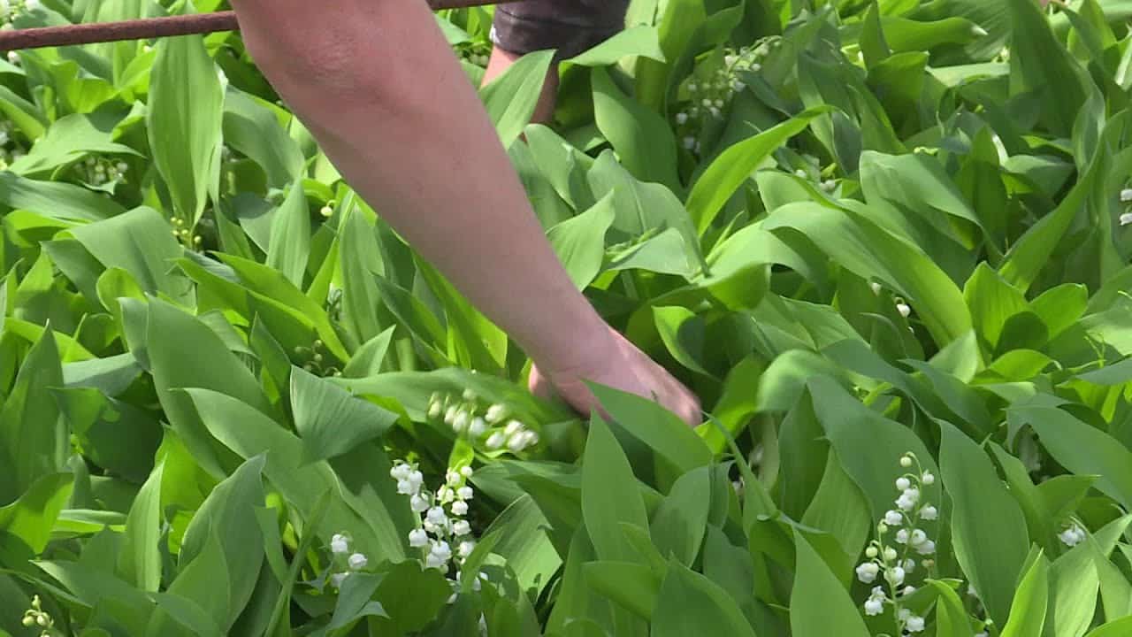 Coronavirus : Loire-Atlantique, la crainte des producteurs de muguet