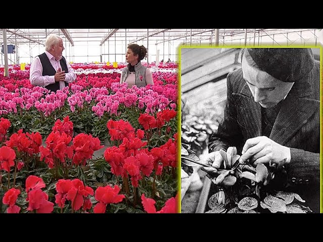 CYCLAMENS À LA FRANÇAISE : 100 ANS DE SÉLECTION ET DE PASSION