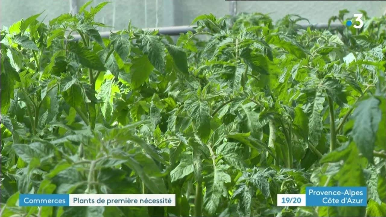 Les horticulteurs peuvent enfin vendre mais seulement des plants et semences à vocation alimentaire