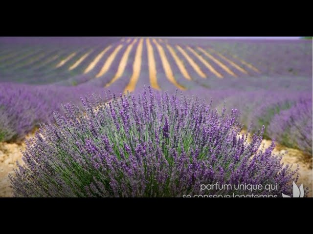 La lavande : une plante facile de plein soleil - Truffaut