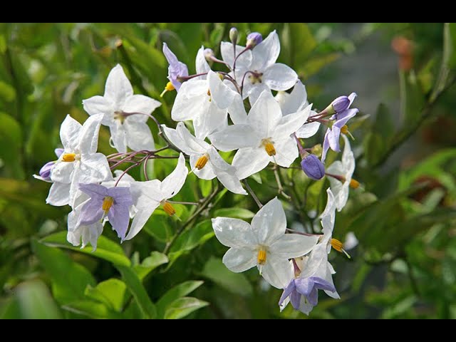 TOUT SAVOIR SUR LES SOLANACÉES ET LA MORELLE FAUX JASMIN