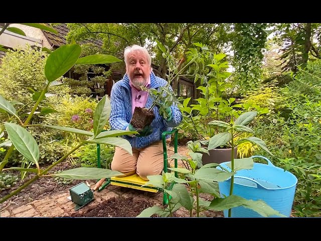 COMMENT BIEN PLANTER LES TOMATES (émission jardiner c’est la santé N° 10)