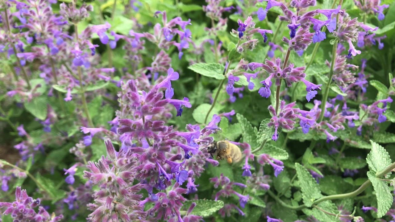 Des fleurs des champs