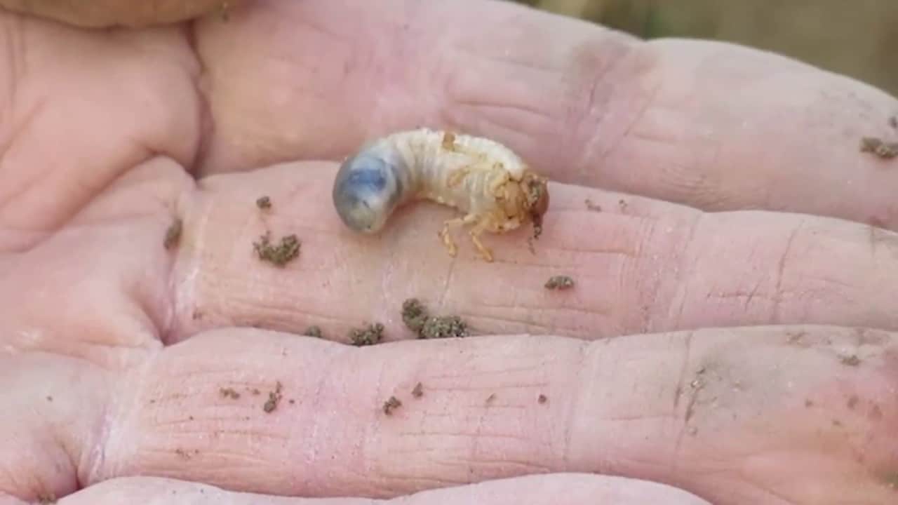 Les insectes utiles au potager