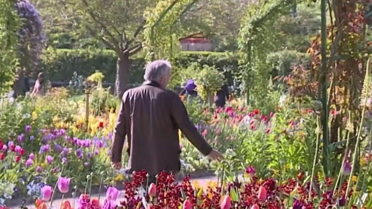 À Giverny, les glycines de Claude Monnet enchantent le printemps ! - La Quotidienne