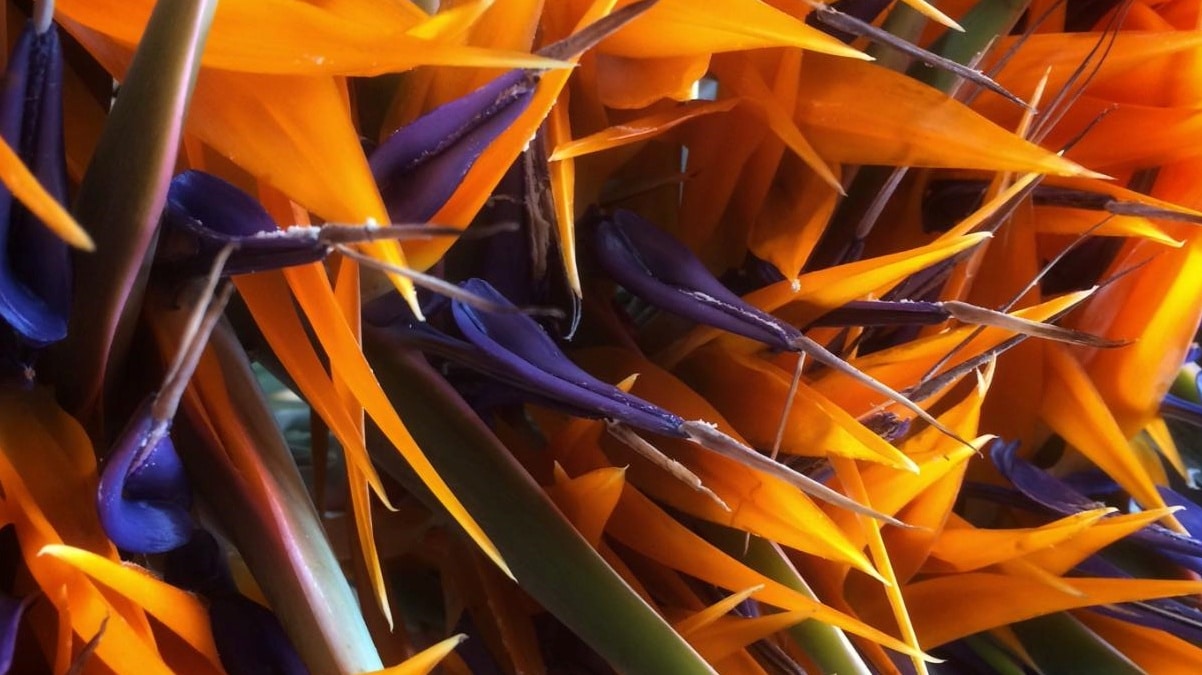 Photo céline borello Strelitzia reginae JAF-info Jardinerie Animalerie Fleuriste