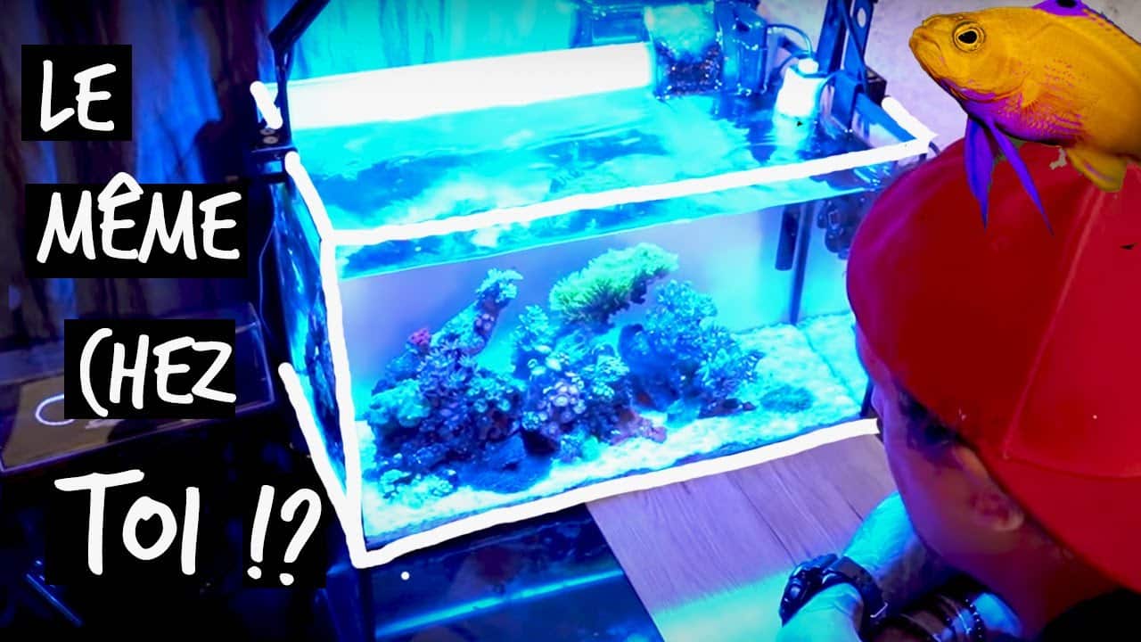 IL ÉTAIT VRAIMENT TEMPS DE VOUS PRESENTER CET AQUARIUM ! -TOOPET