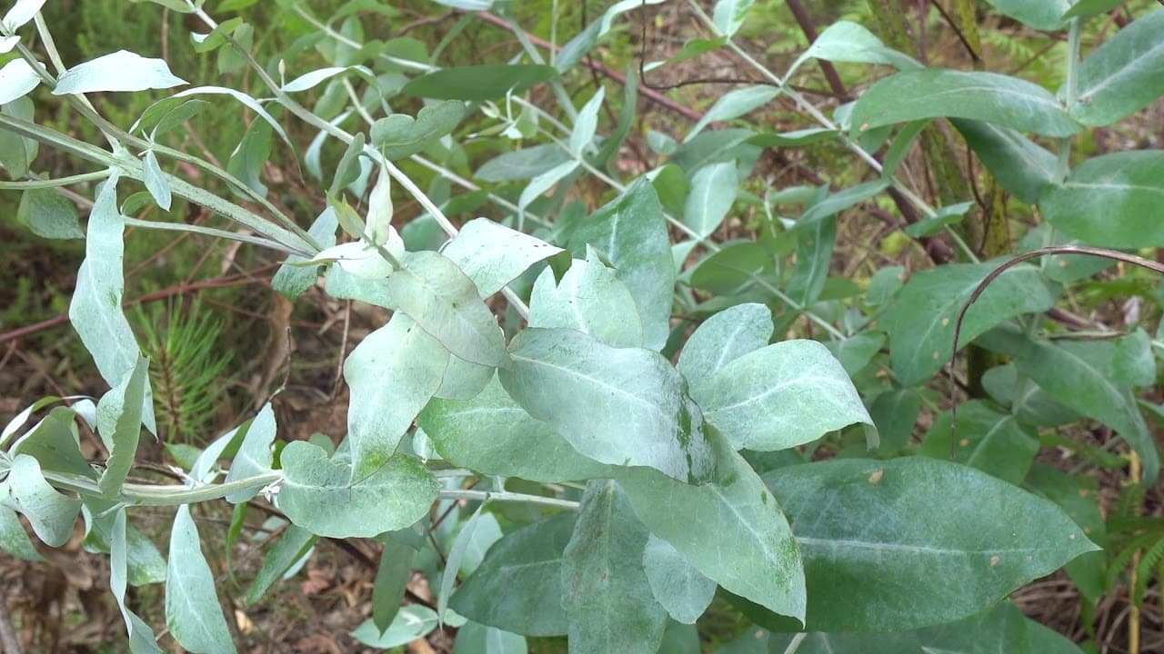 Les eucalyptus