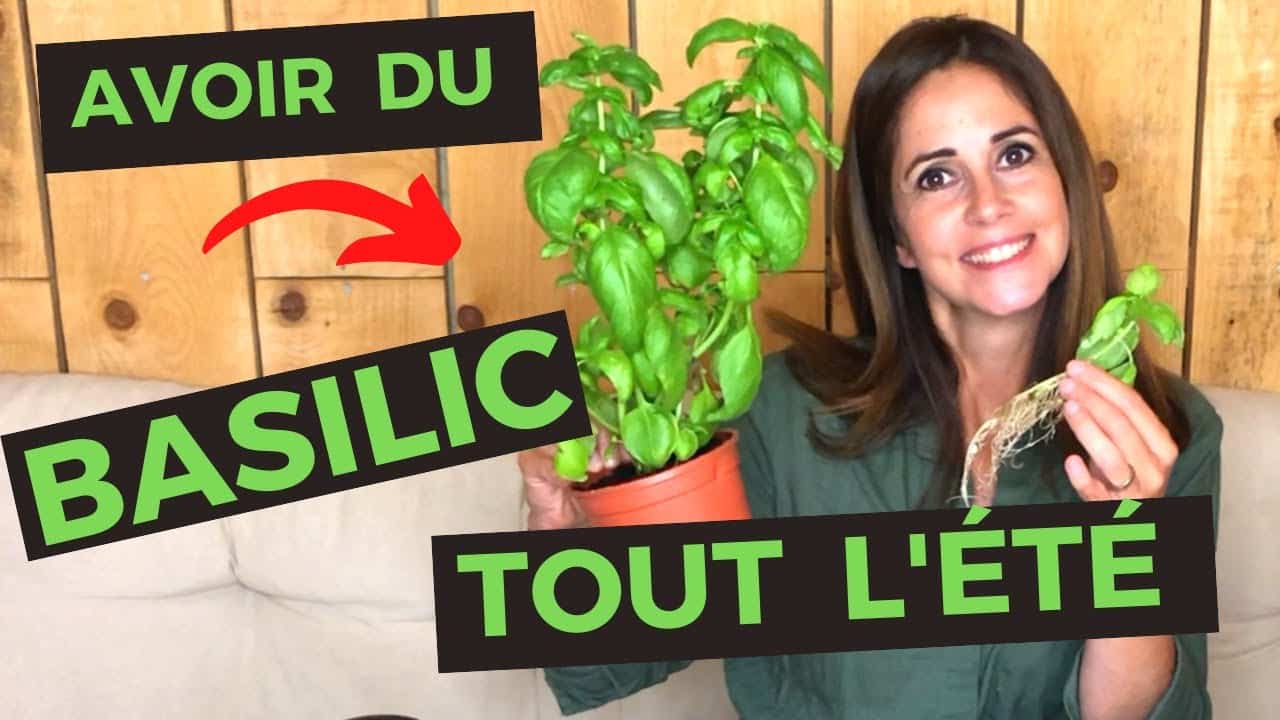 AVOIR DU BASILIC TOUT L'ÉTÉ #Basilic