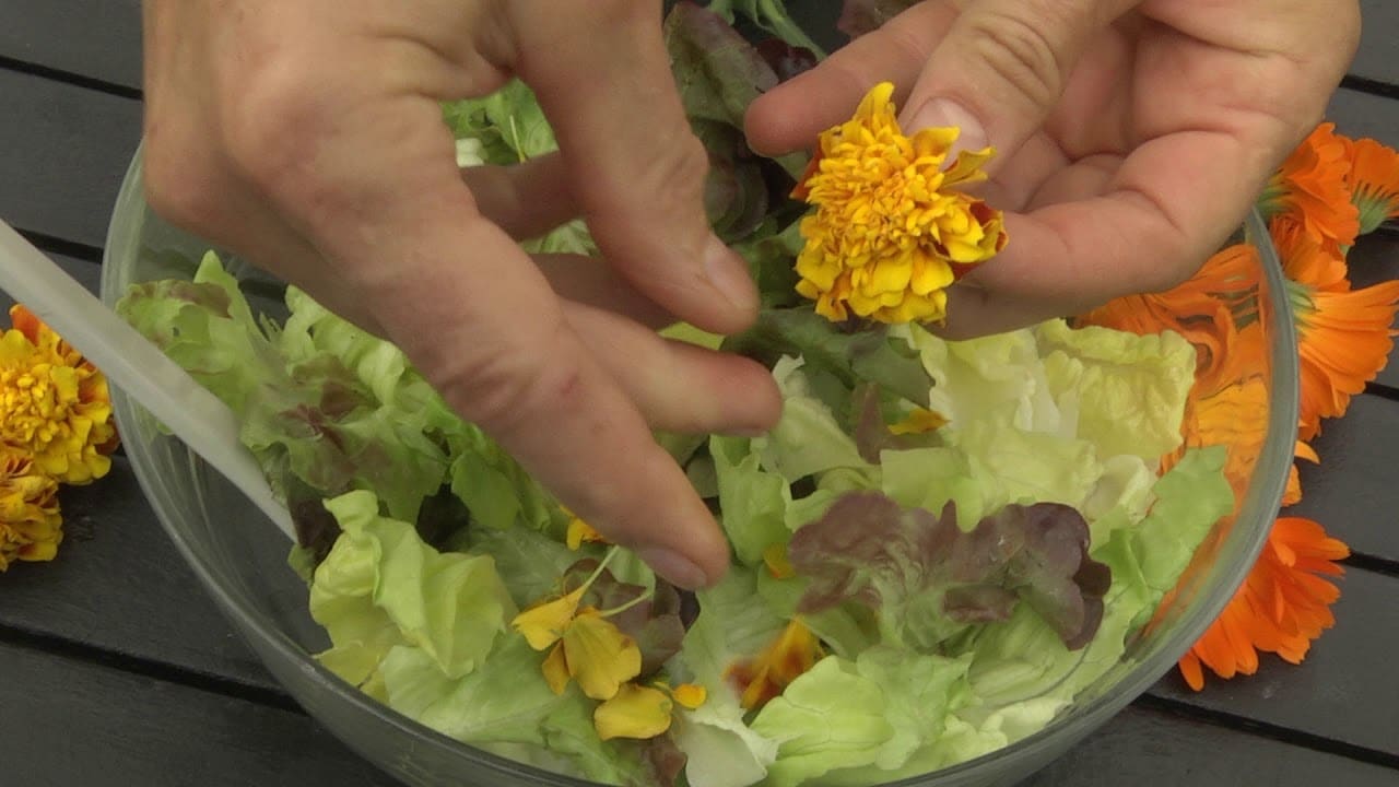 Les fleurs au potager