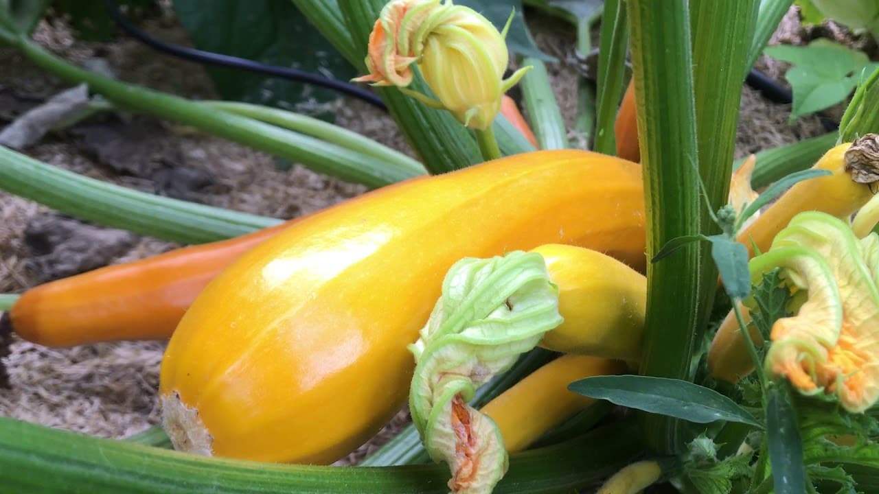 Les semis étagés de légumes, en place