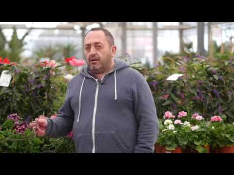 Perpignan et sa Région - Delbard Jardinerie Puig - Philippe Puig