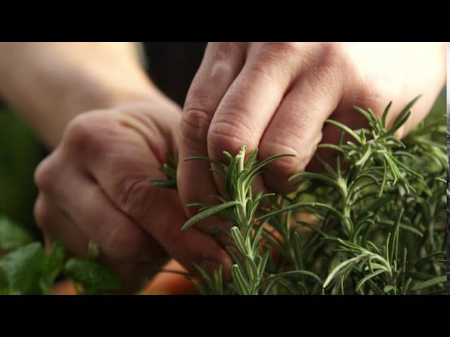 Les herbes aromatiques on les congèle ou on les sèche ?