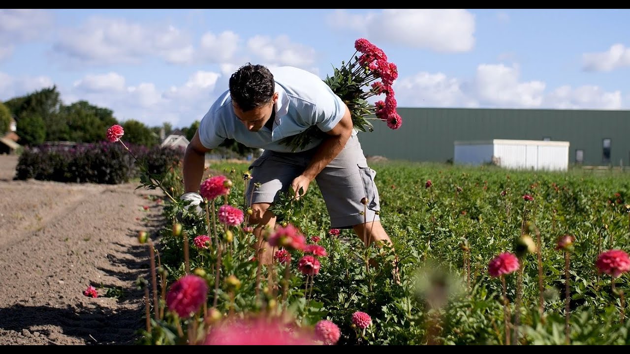 Story of van Egmond Dahlia's