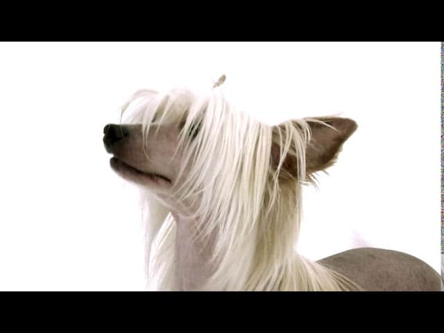 ANIMAL EXPO-ANIMALIS SHOW 3 et 4 octobre 2020 - Bande Annonce