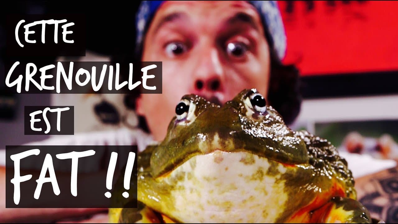 CETTE GRENOUILLE EST FAT !!!! -TOOPET