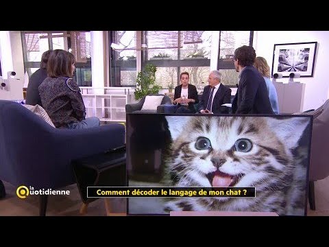 Comment décoder le langage de mon chat ?