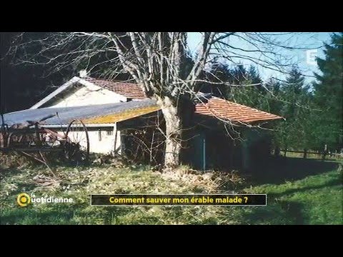 Comment sauver un arbre malade ?