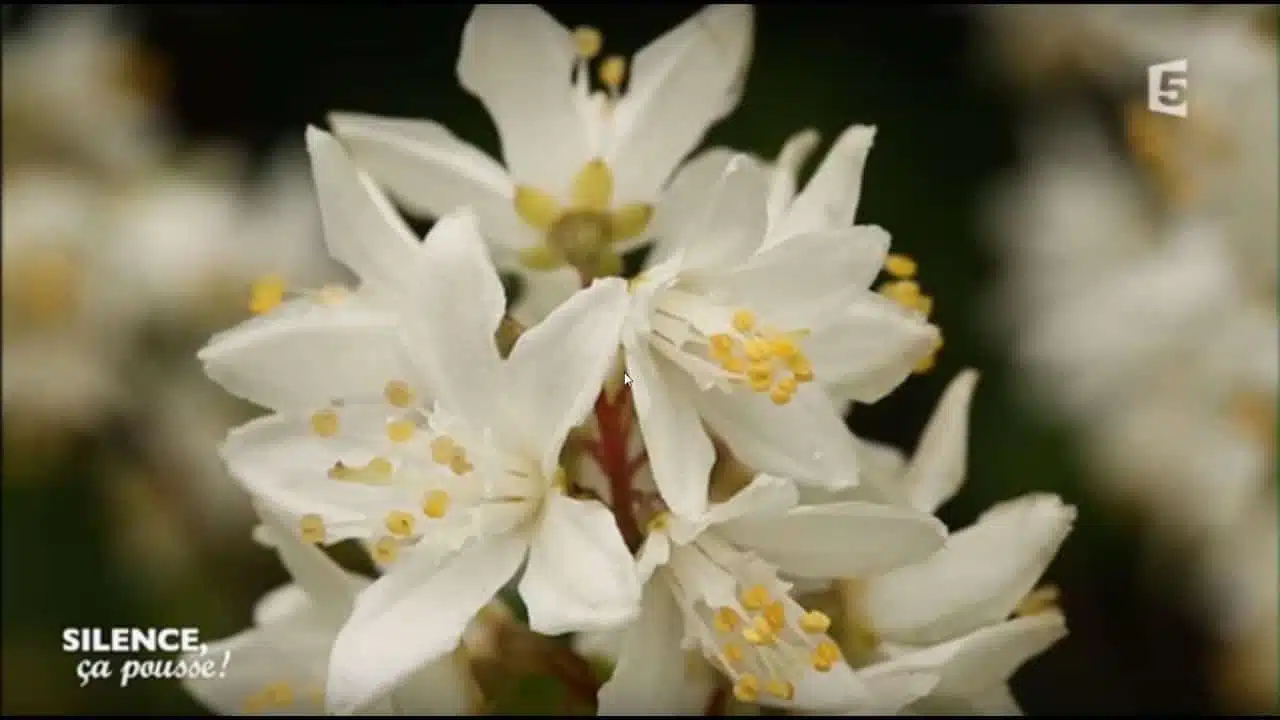 Conseil pratique : planter le Magical Spring - Silence, ça pousse !