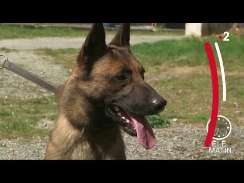 Faune - Chiens détecteurs de cancer