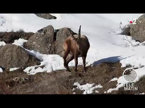 Faune - Les animaux de la montagne