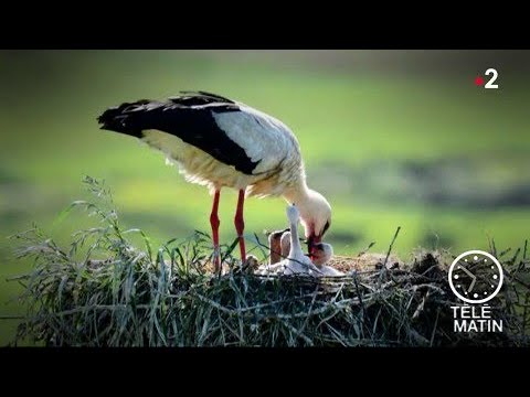 Faune - Les cigognes sont de retour