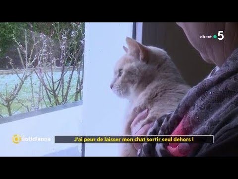 J'ai peur de laisser mon chat sortir seul dehors !