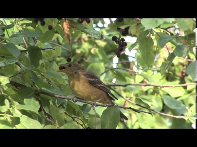 Je plante une haie pour favoriser la biodiversité