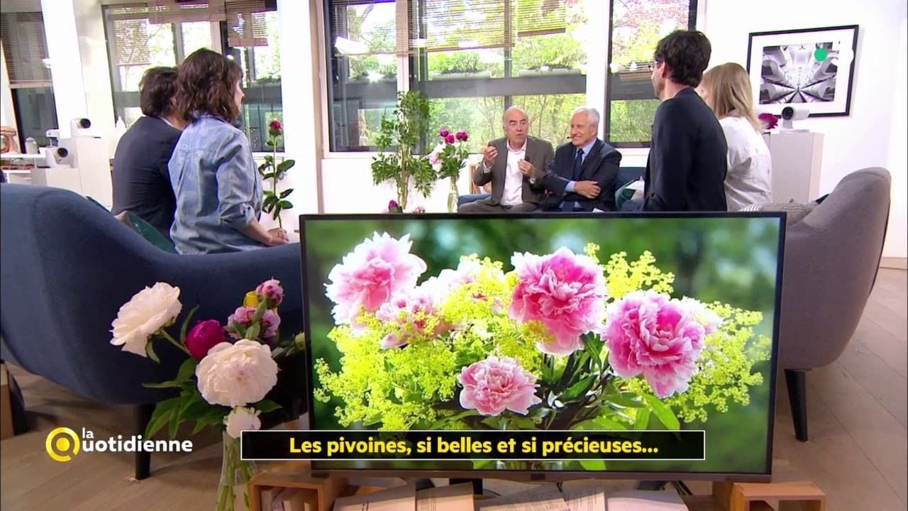 Les pivoines, si belles et si précieuses...