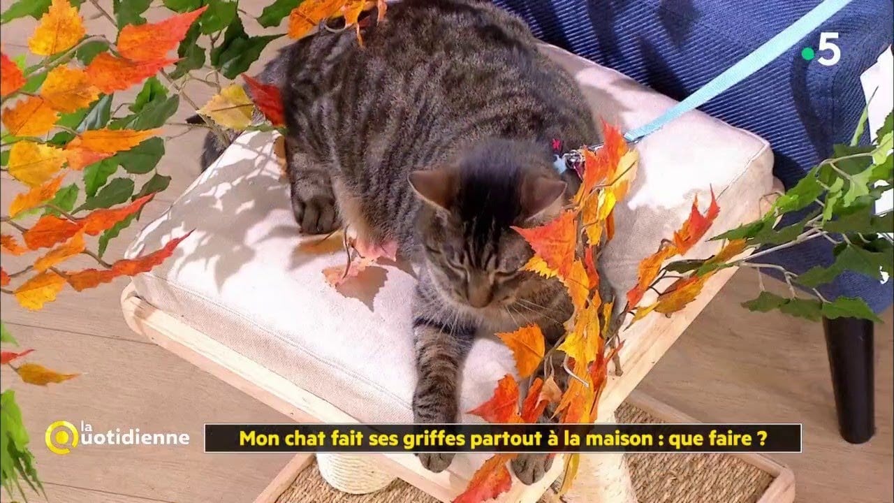 Mon chat fait ses griffes partout à la maison : que faire ?