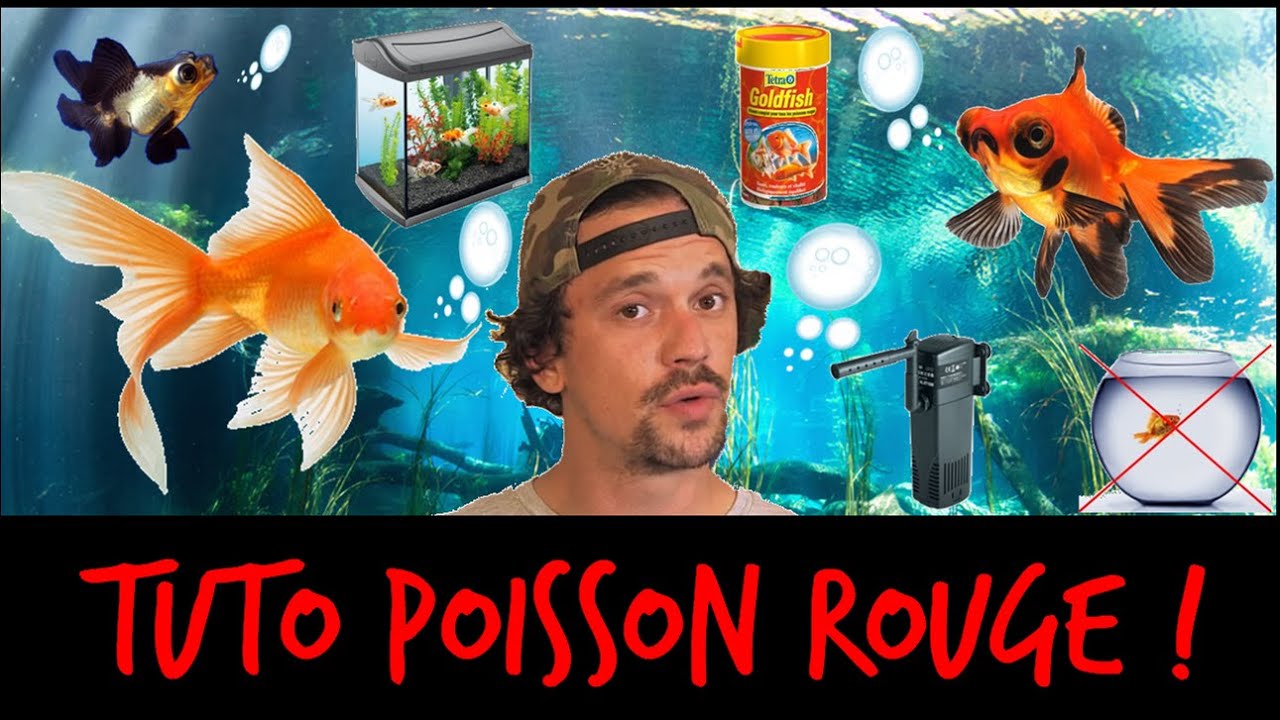 MON PREMIER POISSON ROUGE MISSION SURVIE ! - TOOPET