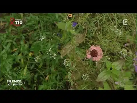 Pas de panique : aménager un jardin riche en sable - Silence, ça pousse !