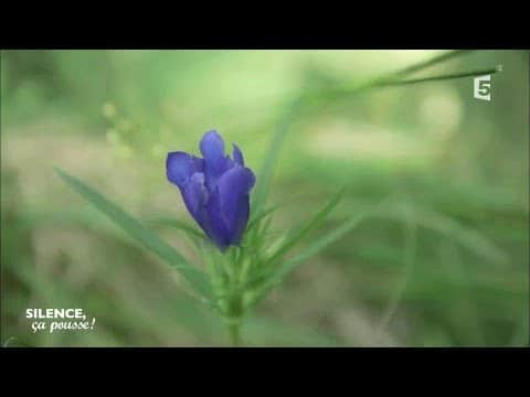 Paysage : Les dentelles de Montmirail - Silence, ça pousse !