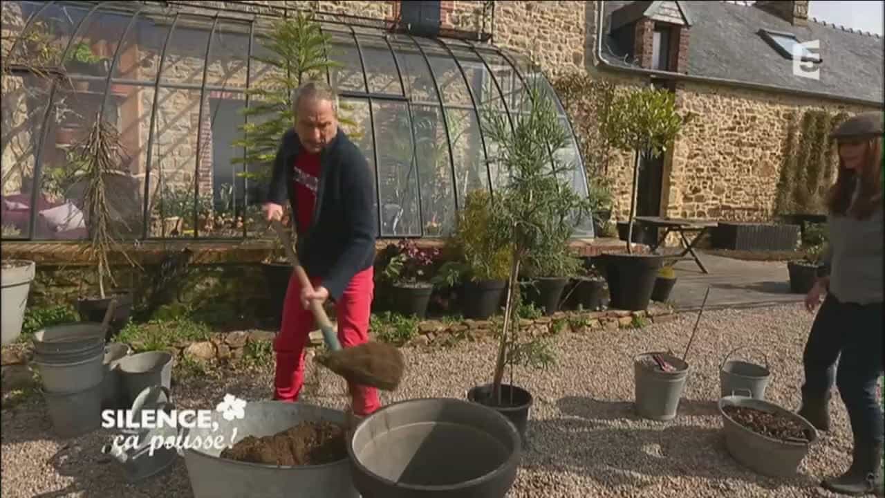 Plantation d’un Cryptomeria - Silence, ça pousse !