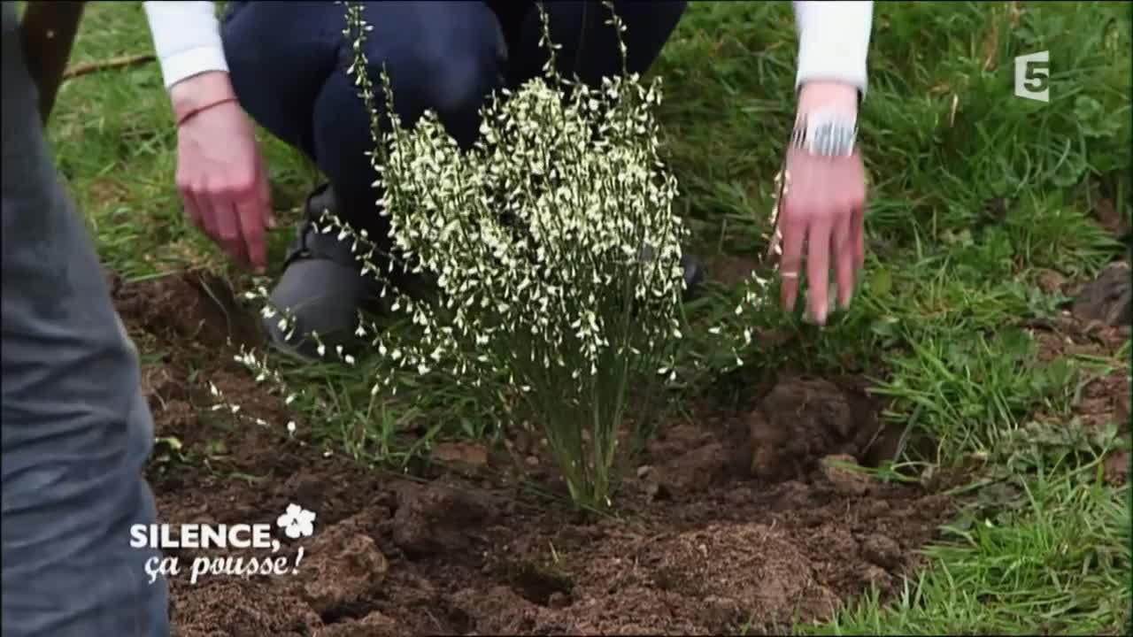 Planter des genêts - Silence, ça pousse !