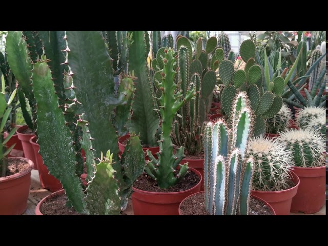 Plantes Vintage de nos intérieurs