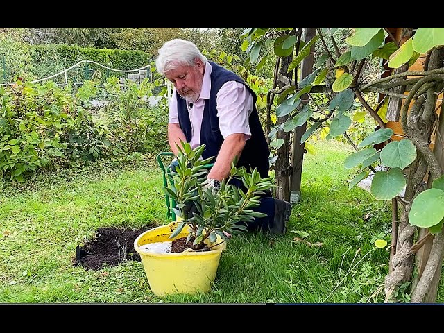 TOUS LES BONS GESTES POUR BIEN PLANTER UN RHODODENDRON (émission jardiner, ça fait du bien N°9)