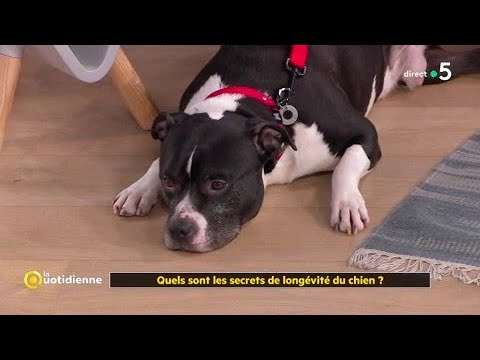 Quels sont les secrets de longévité du chien ?