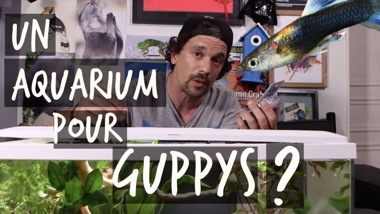 UN AQUARIUM POUR GUPPYS ? - TUTO TOOPET