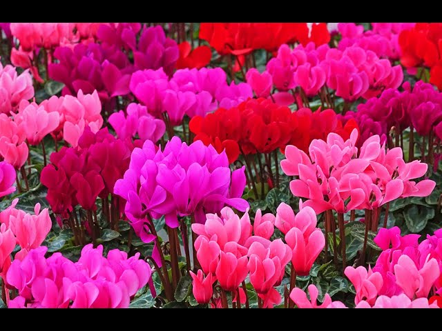 TOUT SAVOIR SUR LES CYCLAMENS : HISTOIRE, BOTANIQUE, USAGES, CULTURE, PLANTATION